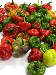 Sweet Pepper Seeds for Planting - 100 Pcs pcs