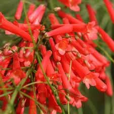 Russelia Flower Seeds for Planting, 100 pcs for planting in your garden.