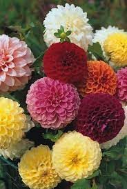 Mix Dahlia Pompon Flower Seeds for Planting -