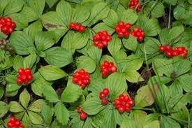 Bunchberry Fruit Seeds for Planting- Unique, Non-GMO Berry for Cold-Climate Gardens