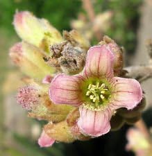 Pink Kalanchoe Beharensis Plant Seeds for planting in home garden