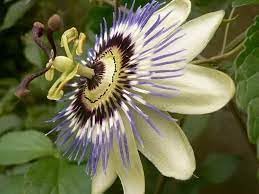 Heirloom Non-GMO Passionflower Seeds for Planting – Exotic Climbing Flowering Vine Seeds