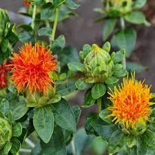 Safflower Flower Seeds – Heirloom, Non-GMO Flower Seeds for Planting