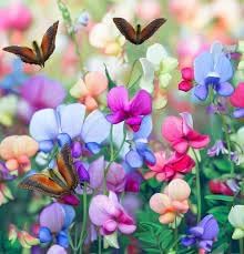 Bijou Flower Seeds for Planting ƒ?? Fresh, Organic, Heirloom, Non-GMO Dwarf Garden Blooms