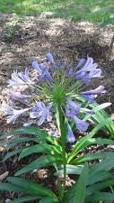 Heirloom Non-GMO Light Blue Agapanthus Flower Seeds for Garden Planting ƒ?? Fresh Lily-Like Blooms