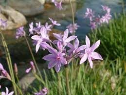 Tulbaghia Flower Seeds for Planting – Fresh, Organic, Heirloom, Non-GMO Society Garlic Seeds
