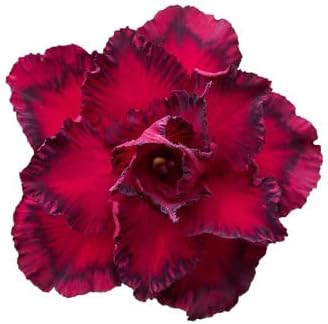 Burgundy Adenium Obesum Flower Seeds – Heirloom Non-GMO Desert Rose Blooms for Garden Planting