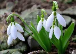 Galanthus Flower Seeds for Planting - 100 pcs