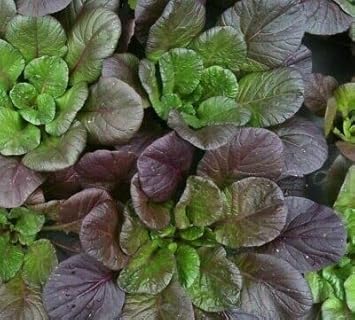 Purple Green Choi Bok Choy Seeds for Planting - 100 Pcs pcs