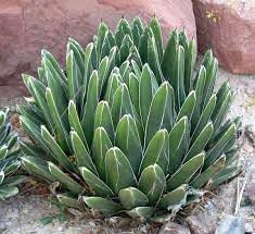 Victoriae Plant Seeds for Planting - 100 pcs
