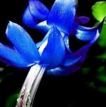 Blue Zygocactus Flower Seeds for Planting - 100 pcs