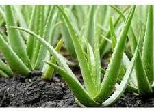 Aloe Vera Plant Seeds for Planting - NON GMO Seeds