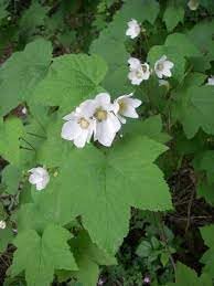 Heirloom Non-GMO Rubus Parviflorus Flower Seeds for Planting – Edible Thimbleberry Blooms for Wild Gardens