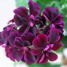 Dark Pink Black Geranium Flower Seeds