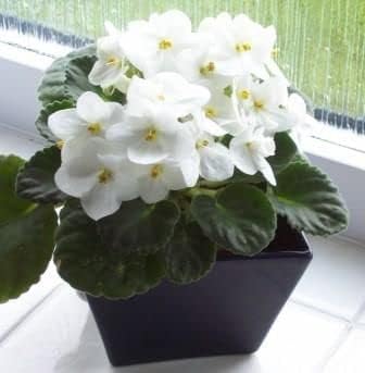White Saintpaulia Seeds for Planting - 100 pcs