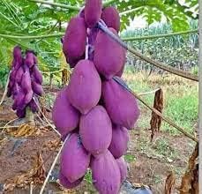 Heidelbeeren Fruit Seeds - Grow Blueberries for a Delicious and Healthy Harvest 100 Pcs pcs