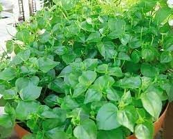 Pellucida Plant Seeds for Planting - NON GMO Seeds