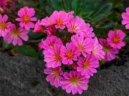 Lewisia Flower Seeds for Garden Planting - NON GMO Seeds
