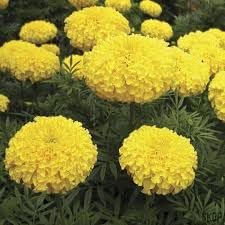 Chrysanthemum Marigold Flower Seeds for Planting 100 pcs -Hierloom Flower Seeds