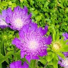 Stoke's Aster Flower Seeds for Planting - NON GMO Seeds