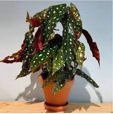 Heirloom Non-GMO Begonia Plant Seeds for Planting ƒ?? Fresh Colorful Shade Blooms