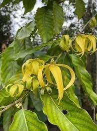 Organic Ylang Flower Seeds for Planting – Heirloom, Non-GMO