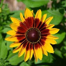 Cutleaf Coneflower Seeds for Planting - Heirloom & Non-GMO Garden Seeds, Beautiful Blooms