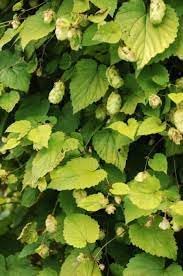 Humulus Lupulus Plant Seeds for Planting - 100 pcs
