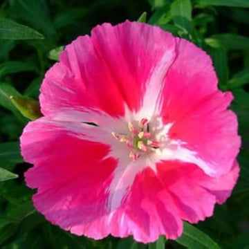 Pink Godetia Flower Seeds for Planting - 100 pcs