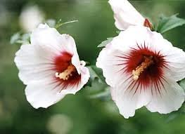 Syriacus Flower Seeds for Planting, 100 pcs