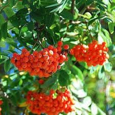 Sorbus Aucuparia Fruit Seed Pack for Beautiful Berries 100 Pcs pcs