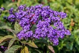 Heliotrope Flower Seeds for Planting - 100 pcs