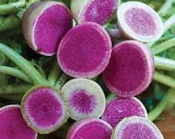 Radish Starburst Fruit Seed Pack for Vibrant, Tasty Radishes 100 Pcs pcs