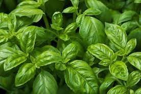 Broadleaf Basil Plant Seeds – Fresh Herb for Your Kitchen-Heirloom & Non-GMO Seeds for planting – Fresh Herb for Your Garden