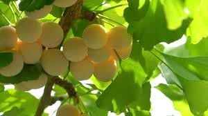 Biloba Fruit Seed Collection for Unique, Hardy Fruit Trees 100 Pcs pcs