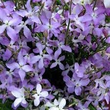 Matthiola Bicornis Seeds for Planting – Organic, Heirloom, Non-GMO Flower Seeds