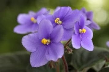 Saintpaulia Flower Seeds Sky Blue for Planting - NON GMO Seeds