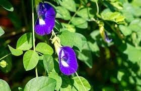 Clitoria Flower Seeds for Planting 100 pcs