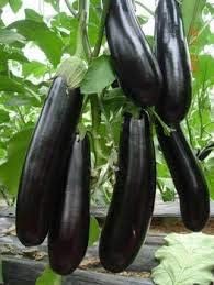 Black Eggplant Solanum melongena for planting in home garden
