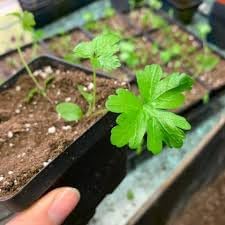 Coral Bells Heuchera Plant Seeds for Garden Planting - Heirloom, NON-GMO Seeds for Vibrant Blooms