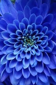 Dahlia Sky Blue Flower Seeds for Planting - NON GMO Seeds