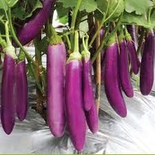 Eggplant Seeds for Planting, Light Violet, 100 Pcs pcs