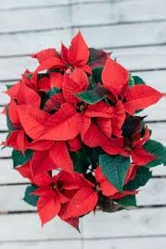 Poinsettia Plant Seeds for Garden Planting - NON GMO Seeds