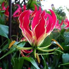 Flamme Lilien Flower Seeds for Planting – Organic, Heirloom, Non-GMO Lily Seeds