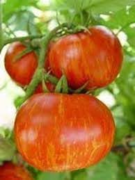 Striped Tomato Seeds for Planting - 100 Pcs pcs