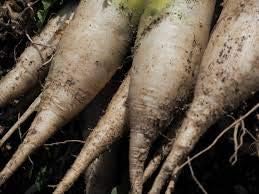 Radish Vegetable Seeds for Planting – Deep Brown Variety 100 Pcs pcs