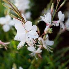 Gaura Lindheimeri Flower Seeds for Planting - 100 Pcs pcs