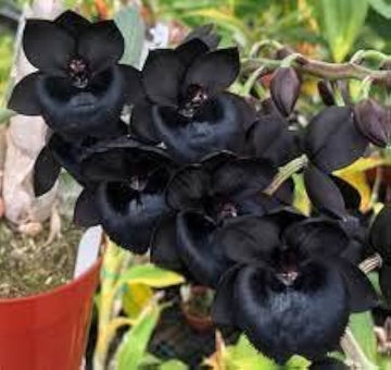 Black Dendrobium Flower Seeds for Planting - NON GMO Seeds