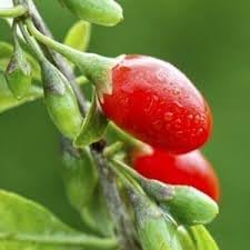 Chile Pequin Pepper Seeds for Planting, 100 Pcs pcs
