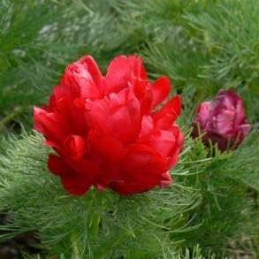 Double Flowering Fernleaf Peony Seeds for Planting heirloom & Non-GMO Seeds for planting in home garden